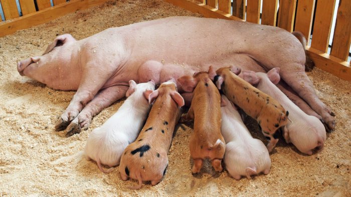 Как повысить продуктивность свиноводческого хозяйства
